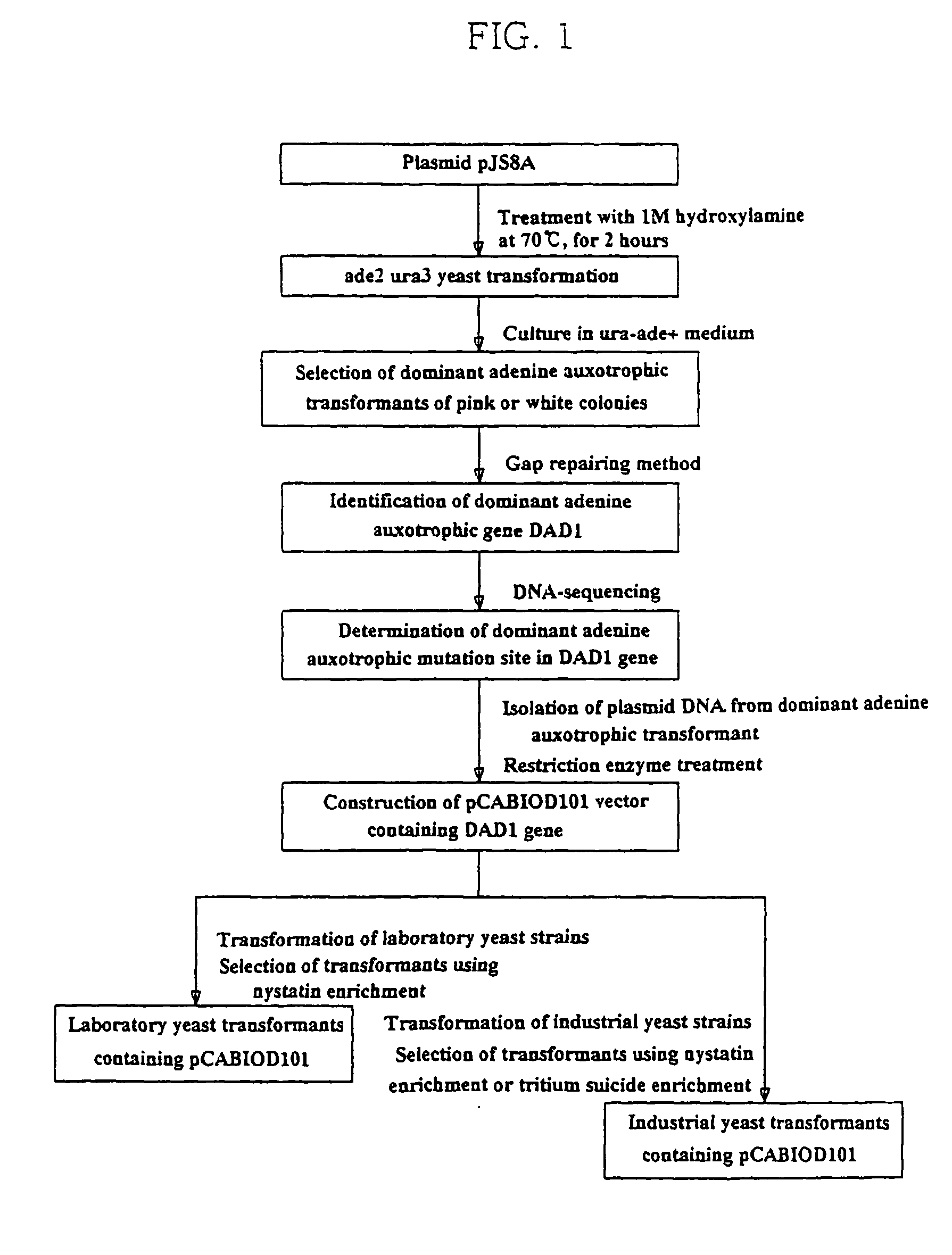 Yeast transformation vector containing auxotrophic dominant gene yeast transfomant containing it and their preparation