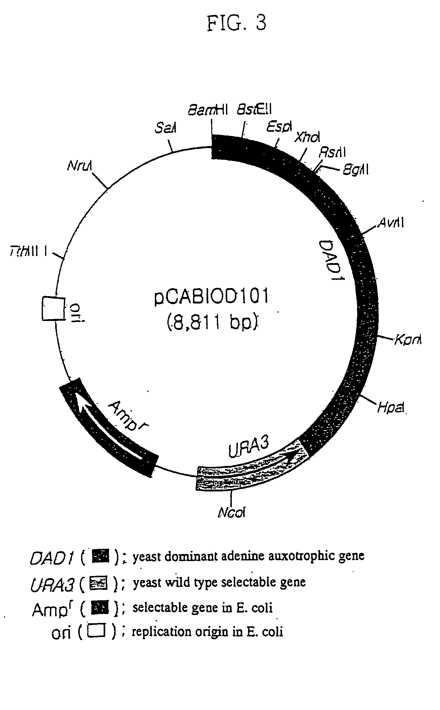 Yeast transformation vector containing auxotrophic dominant gene yeast transfomant containing it and their preparation