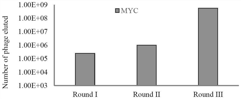 Coding gene of drosophilid MYC nano antibody, preparation method and application thereof