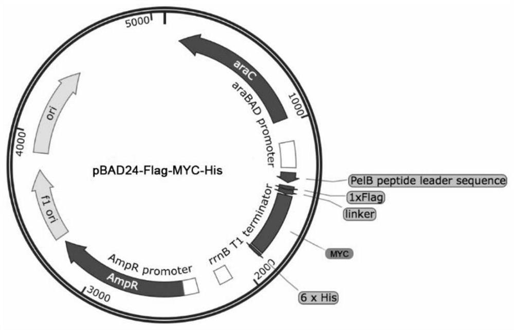 Coding gene of drosophilid MYC nano antibody, preparation method and application thereof