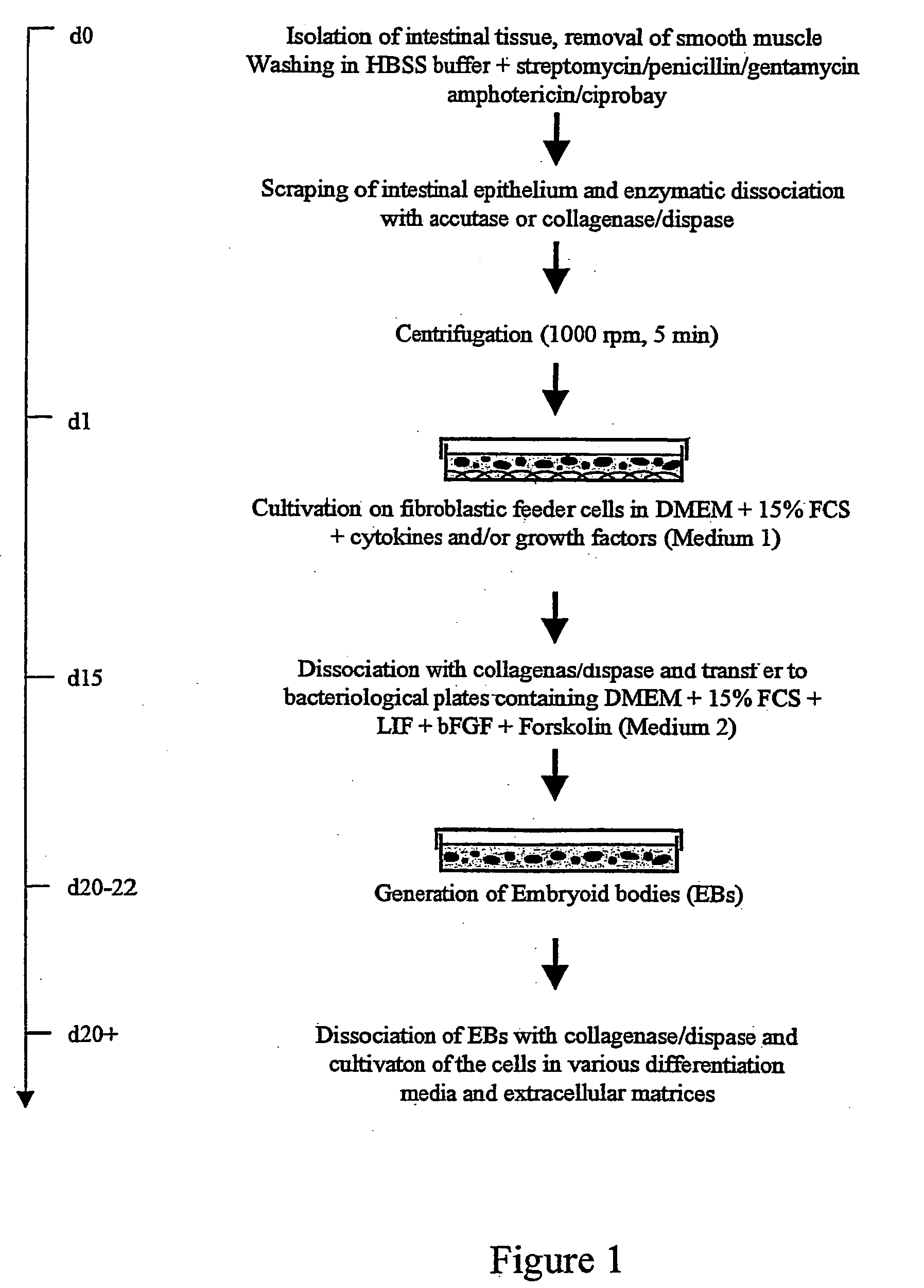 Method for isolating, culturing and differentiating intestinal stem cells for therapeutic use