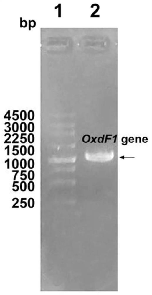 Aldoxime dehydratase and application thereof in catalytic synthesis of aromatic nitrile compounds