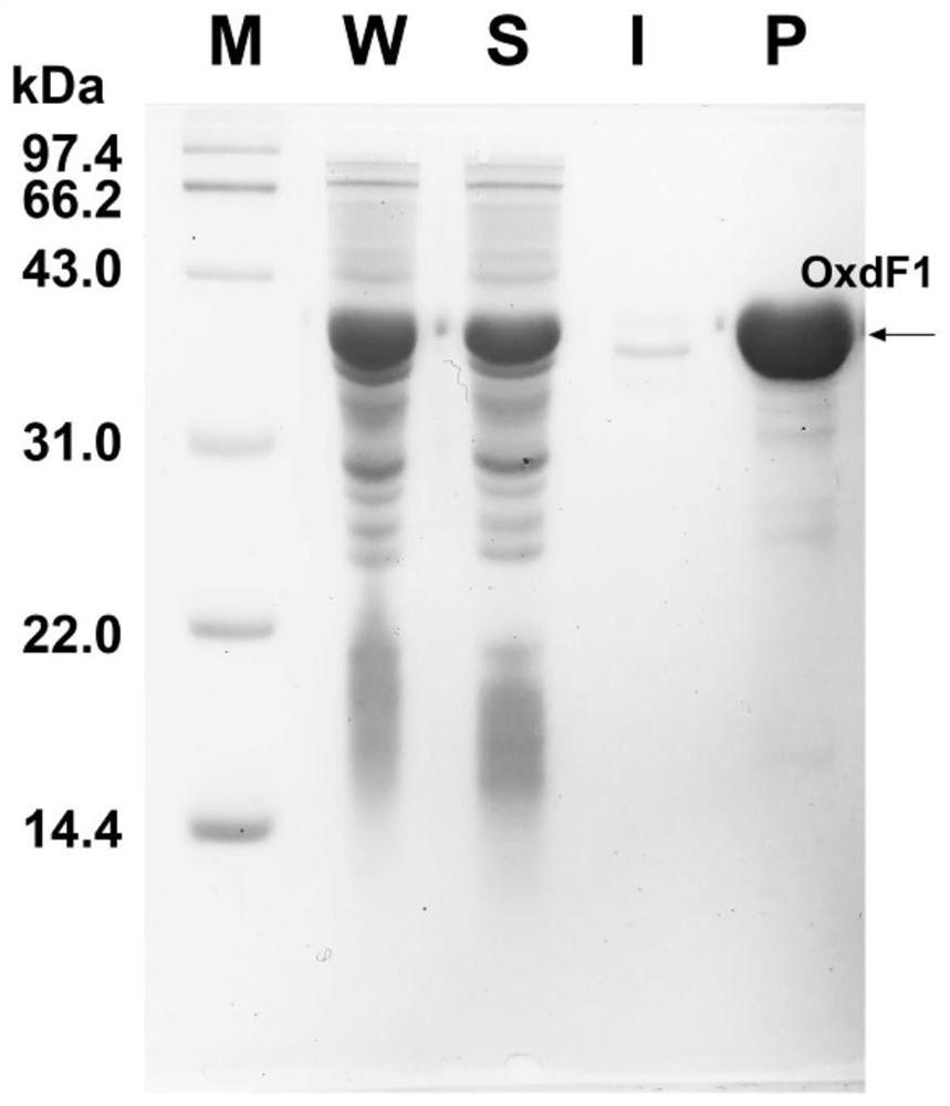 Aldoxime dehydratase and application thereof in catalytic synthesis of aromatic nitrile compounds