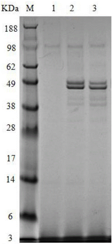 Strain capable of efficiently expressing alkaline pectinase and application of strain