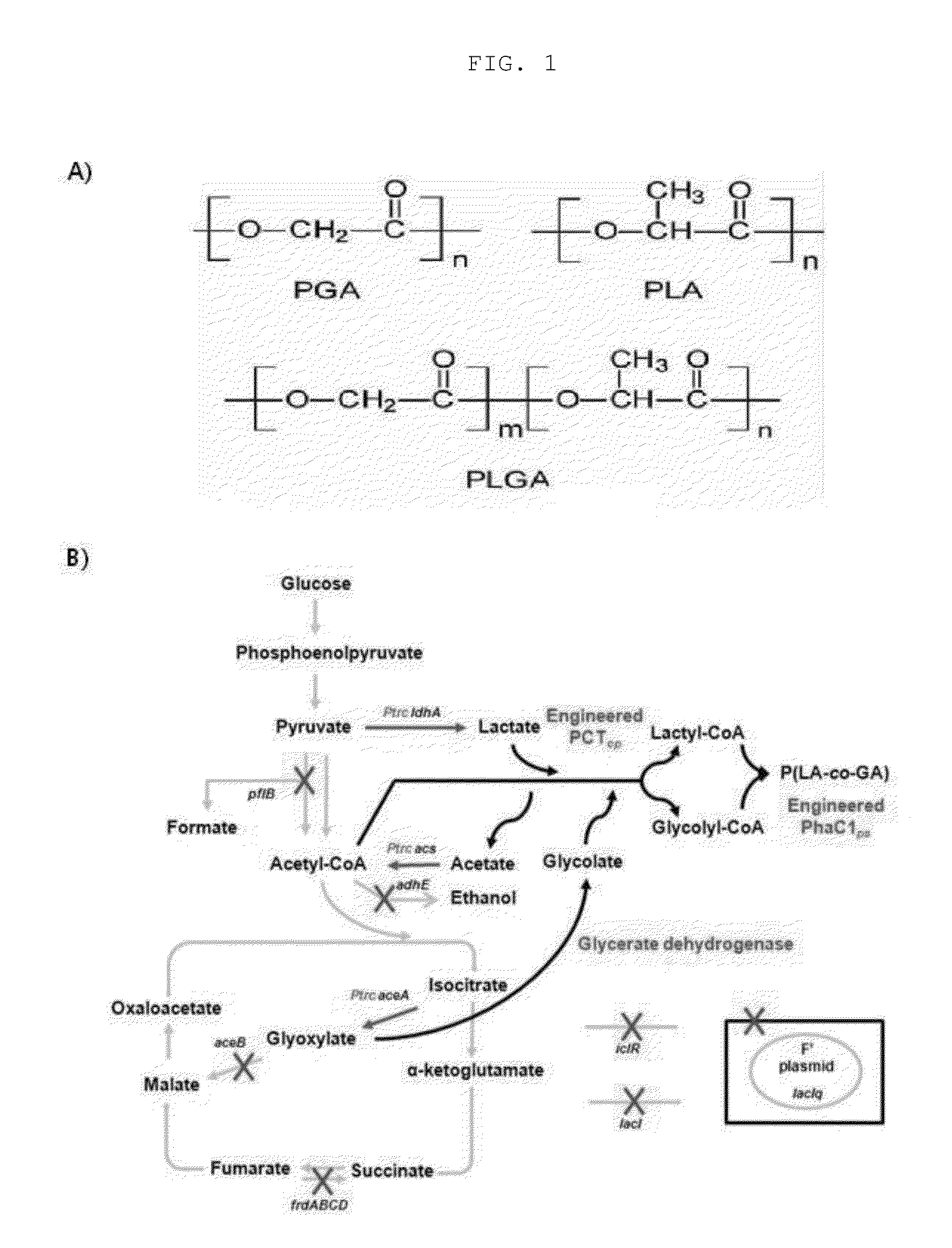 Recombinant microorganism having ability to produce [lactate-co-glycolate] copolymer from glucose, and method for preparing [lactate-co-glycolate] copolymer using same