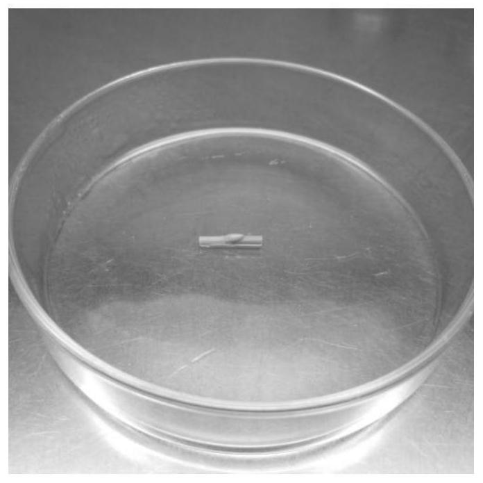 A method for efficiently obtaining cluster buds and rooted seedlings at the same time using the whip buds of the beautiful bamboo as explants