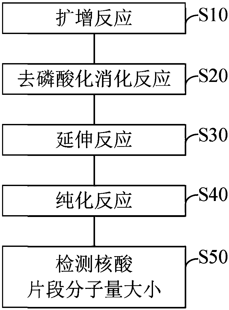 Detection method of SNP site of SMA gene