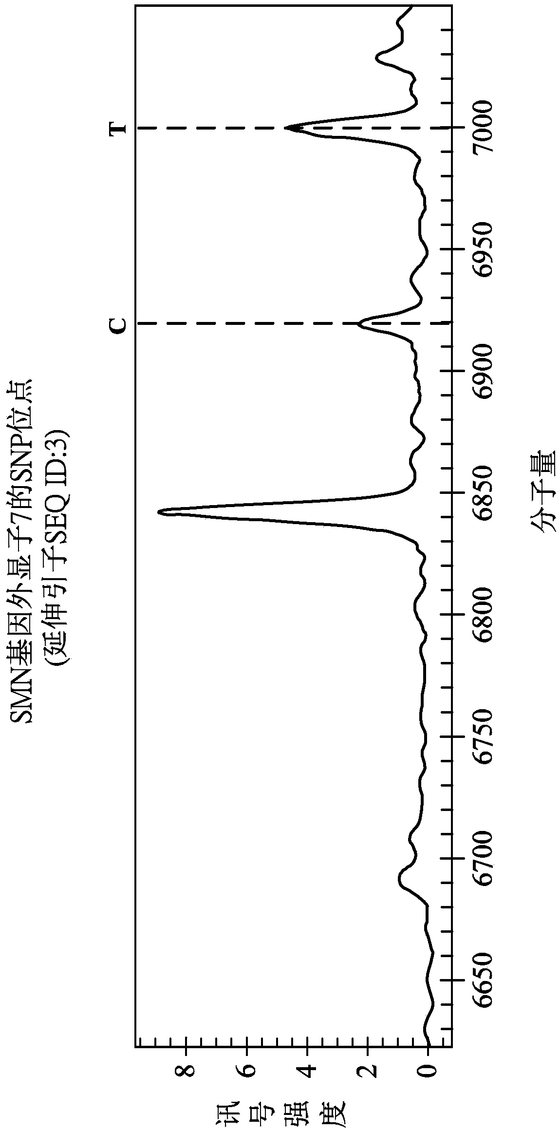 Detection method of SNP site of SMA gene