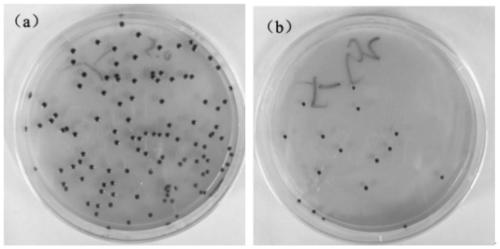 Method for producing coenzyme Q10 by combining plasma action with oxygen limitation