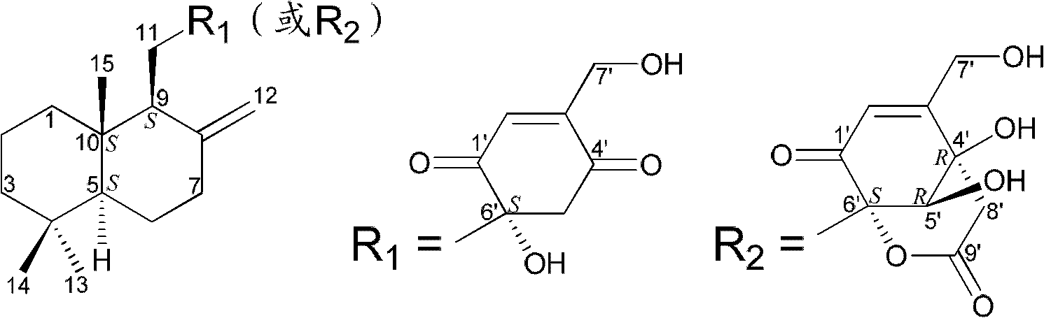 Drimane-type sesquialter terpene cyclohexenone derivative, preparation method thereof and application