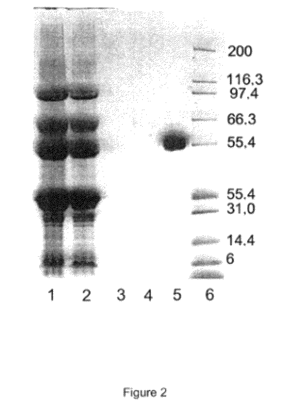 Method for purifying active GLA-domain coagulation proteins