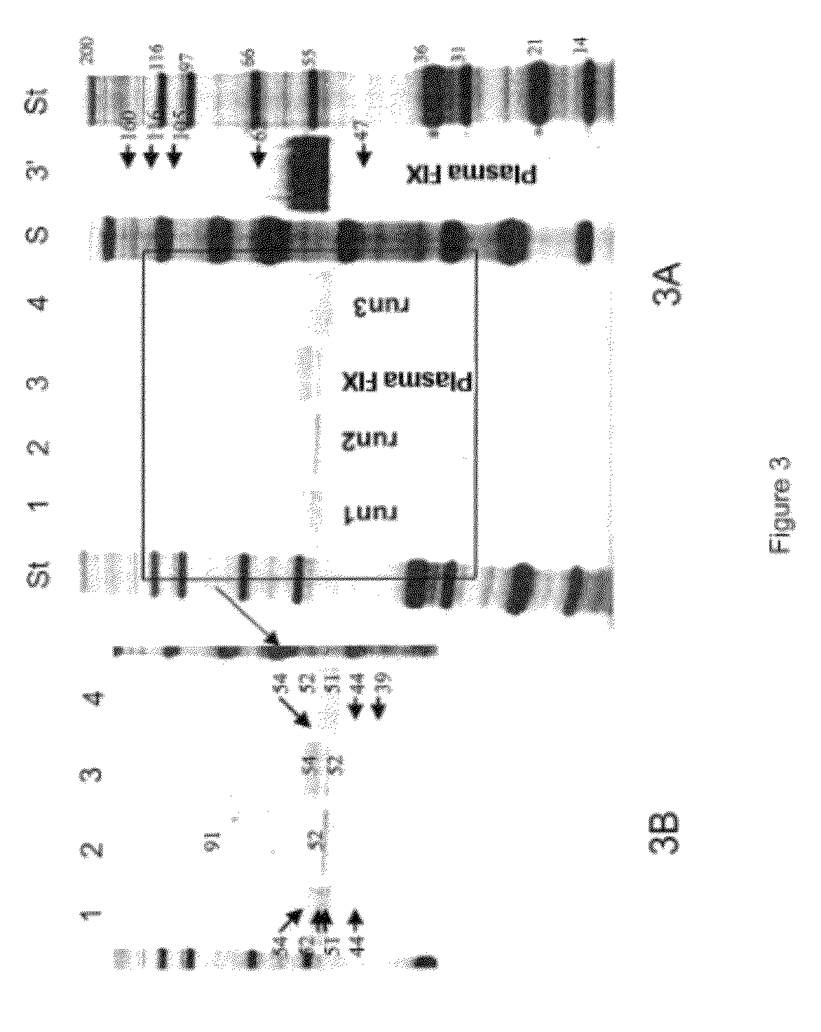 Method for purifying active GLA-domain coagulation proteins