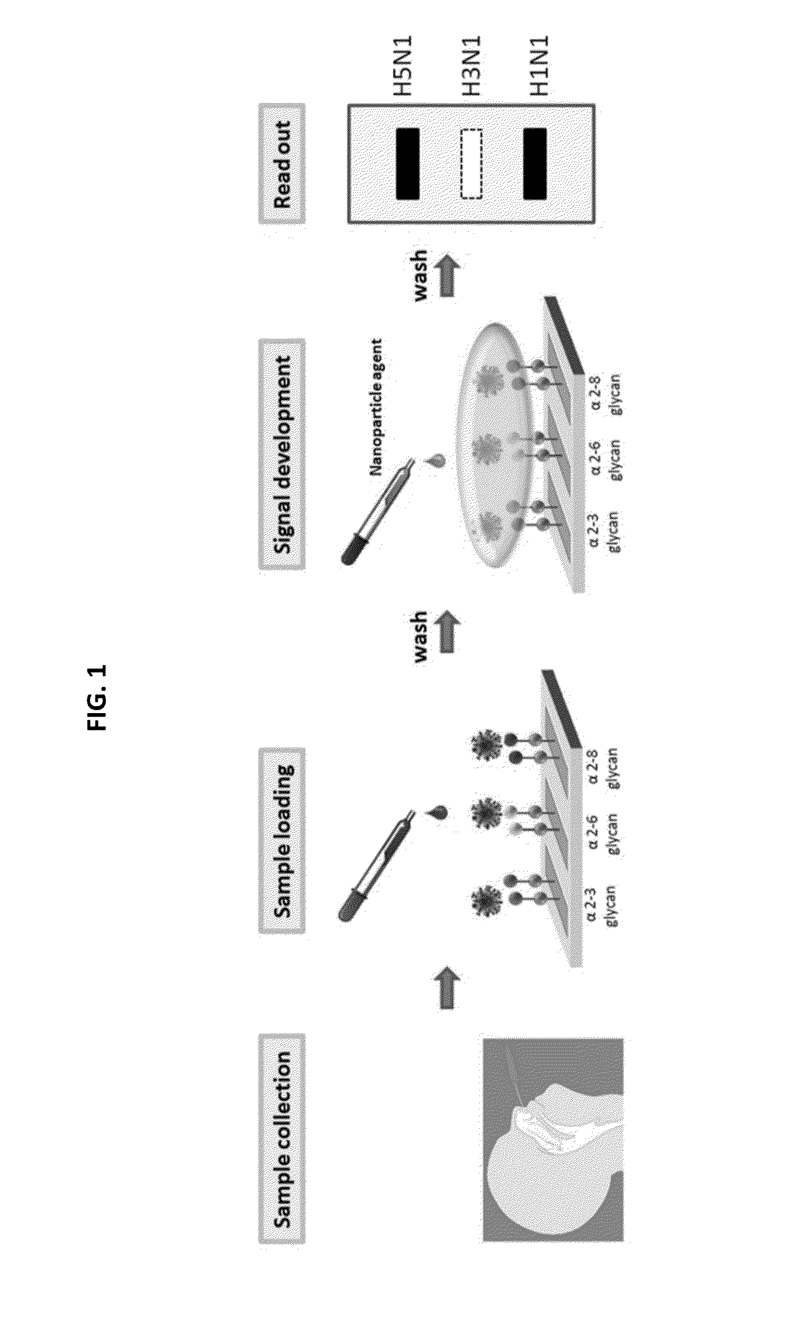 Glycan arrays for high throughput screening of viruses