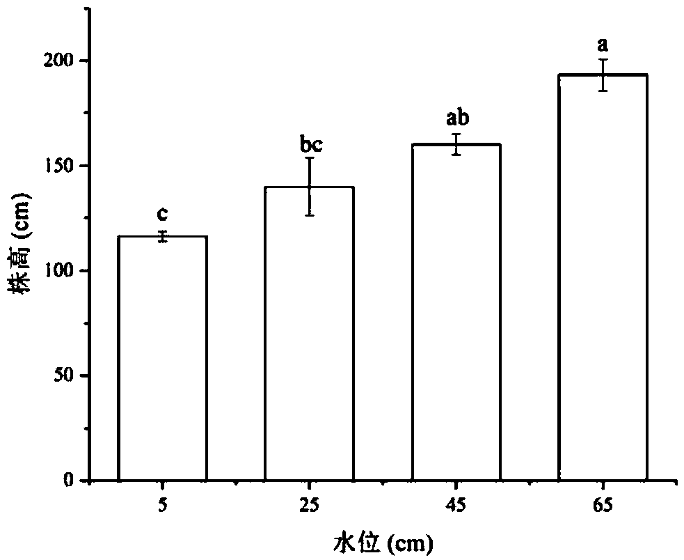 Method for optimizing water level height of Sanjiang currant seedling and method for rapidly recovering degraded saline-alkali wetland plants