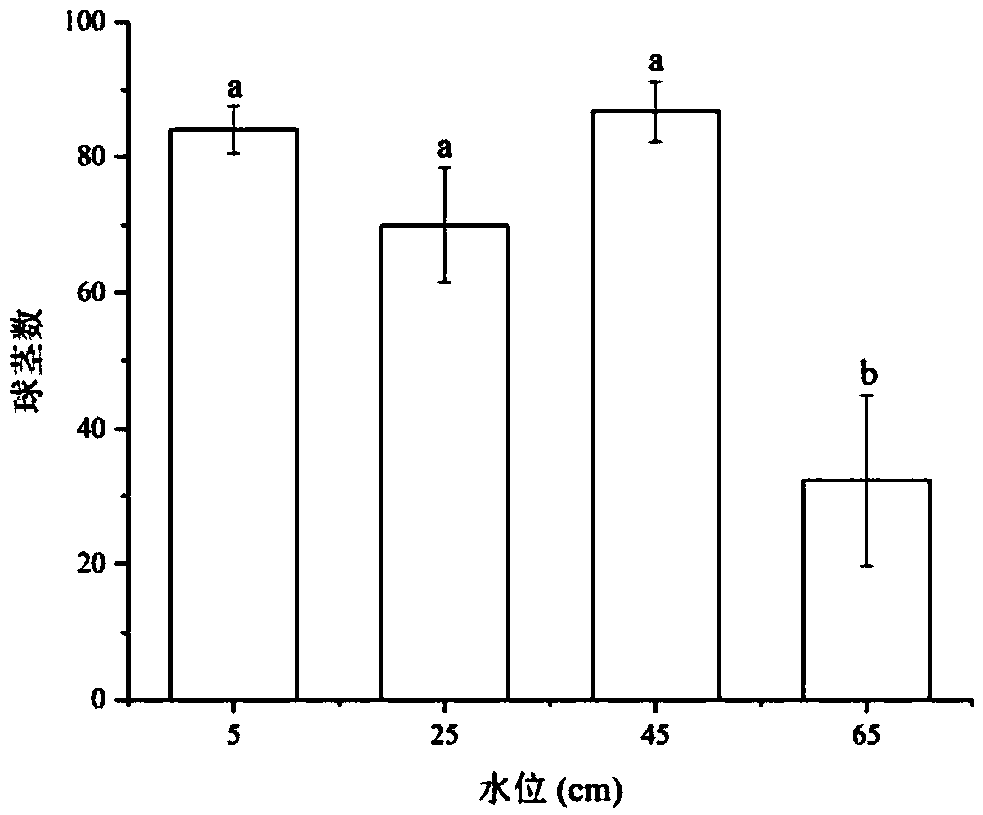 Method for optimizing water level height of Sanjiang currant seedling and method for rapidly recovering degraded saline-alkali wetland plants