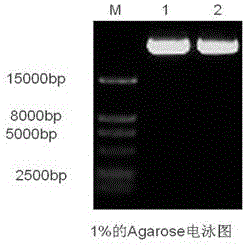 Primer group for detecting BMPR1B gene mutation, purpose of primer group and kit containing primer group