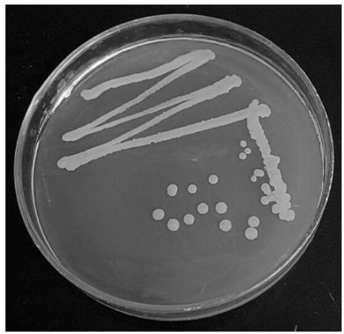 Halomonas ventosae strain JPT10-1 for improving salt-tolerance capability of corns as well as bacterium agent and application of halomonas ventosae strain JPT10-1