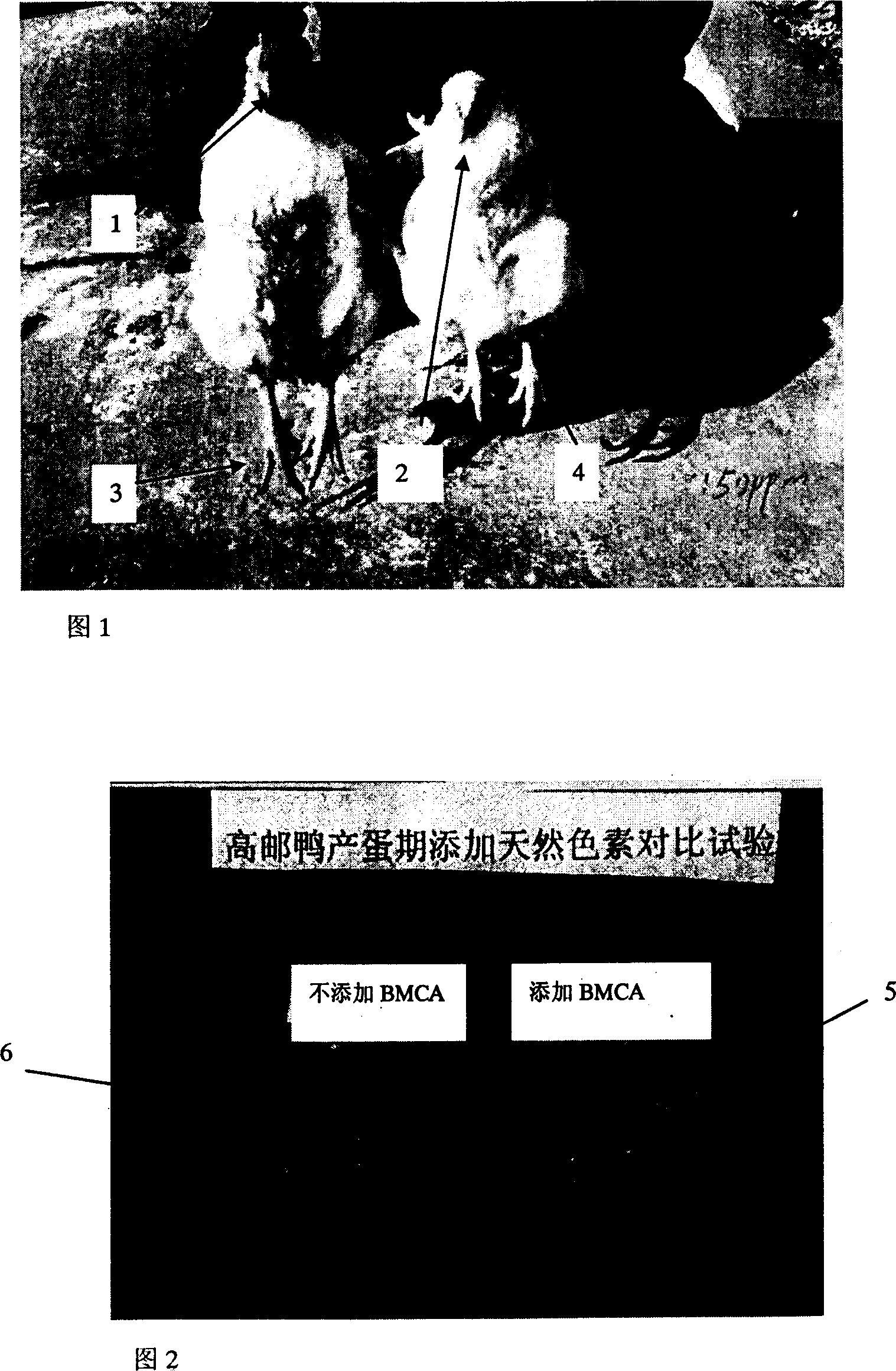 Production process and application of composite cord grass coloring agent for feed