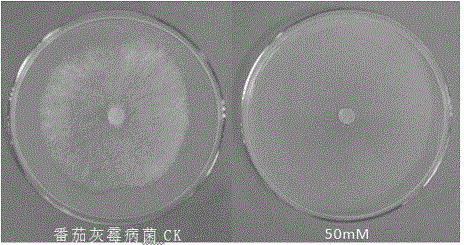 Application of sodium valproate in the preparation of fungicides for preventing and treating plant diseases caused by plant pathogenic bacteria