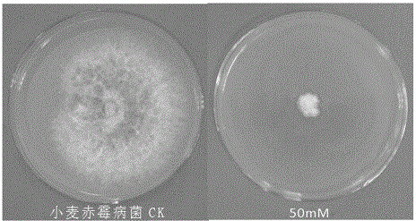 Application of sodium valproate in the preparation of fungicides for preventing and treating plant diseases caused by plant pathogenic bacteria