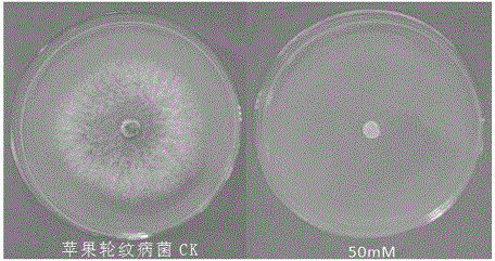 Application of sodium valproate in the preparation of fungicides for preventing and treating plant diseases caused by plant pathogenic bacteria