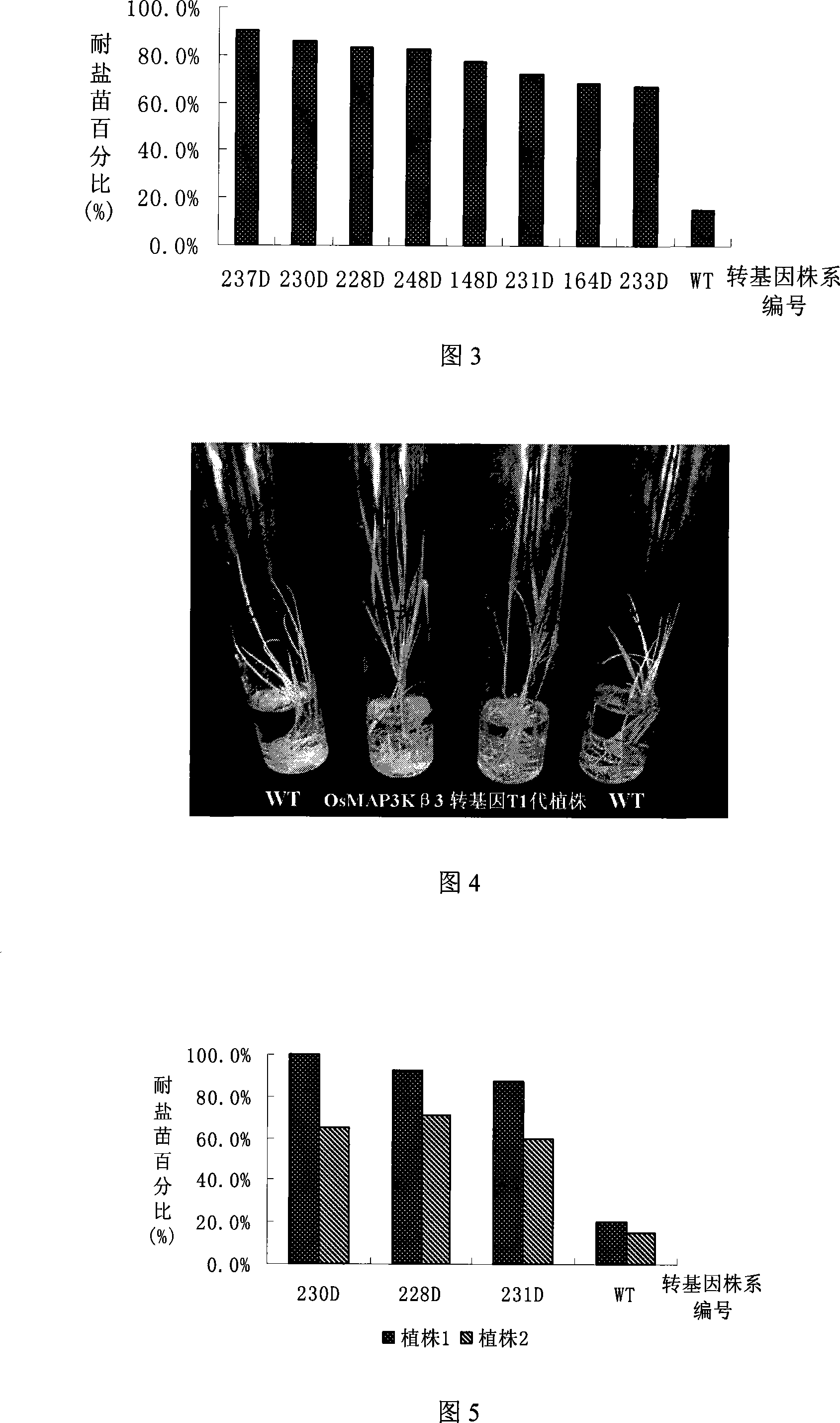 Salt-endurance related rice protein kinase gene clone and uses thereof