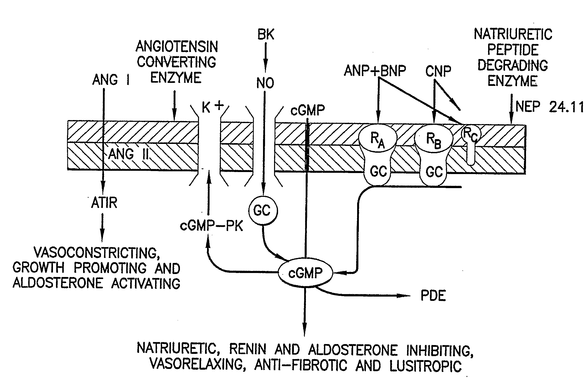 Bna Conjugates and Methods of Use