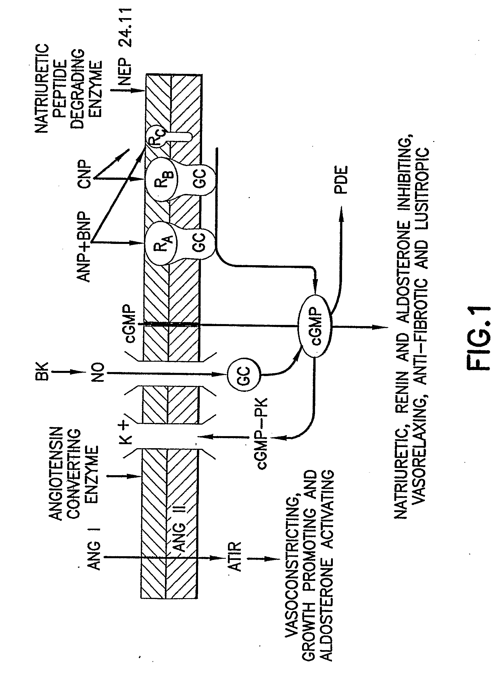 Bna Conjugates and Methods of Use