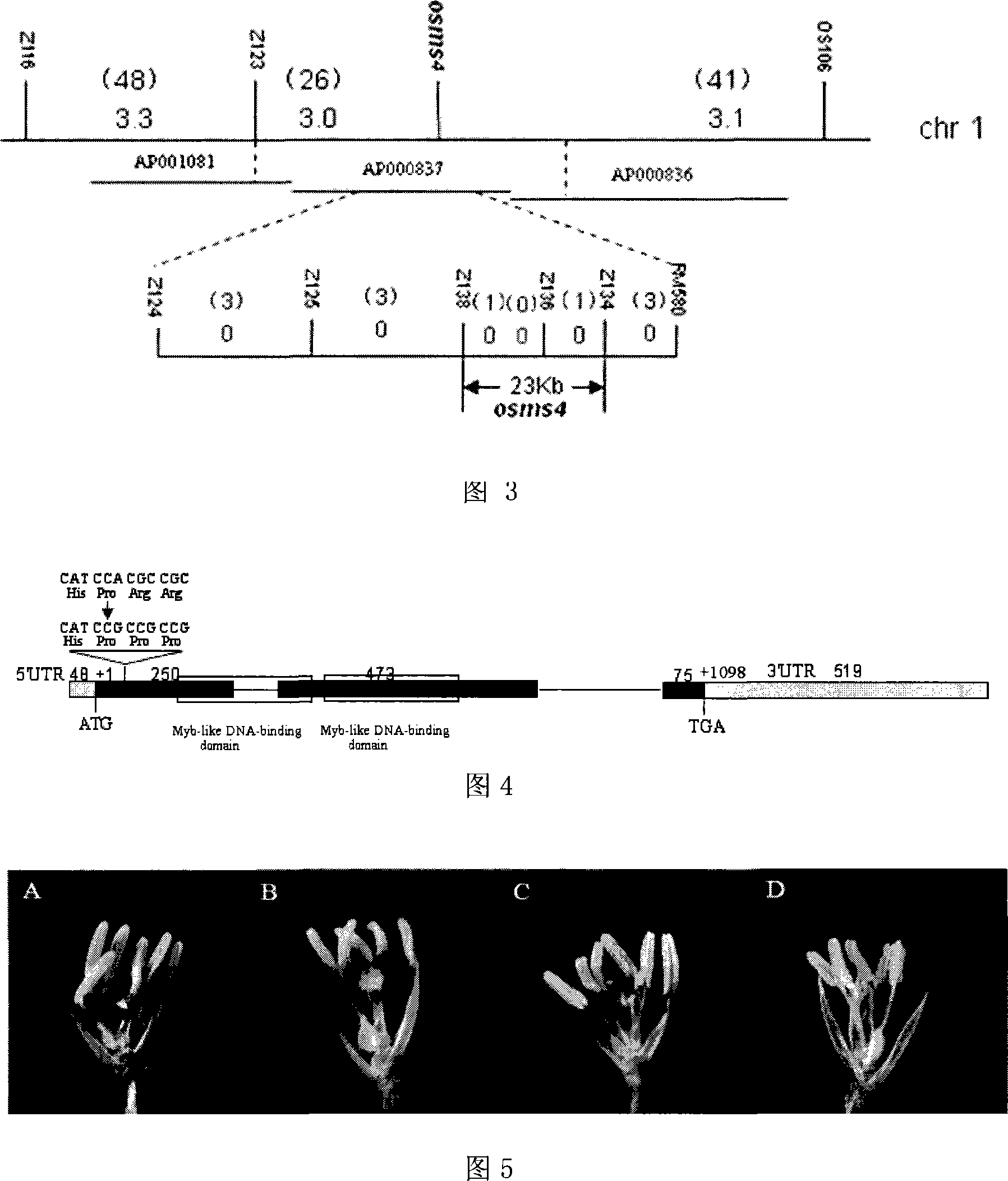 Protein coded sequence for regulating and controlling temperature and light sensitive nuclear sterility