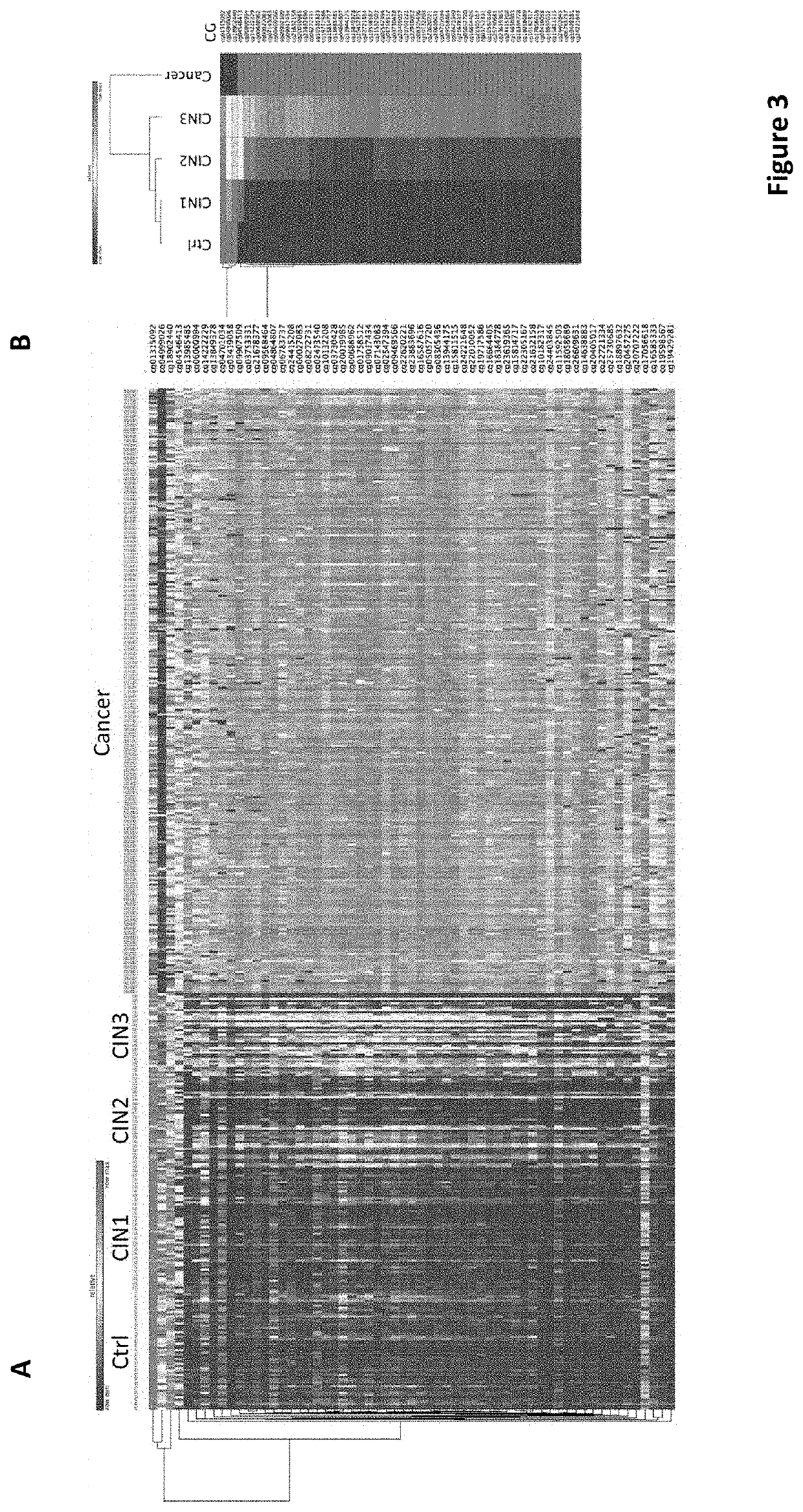 DNA methylation biomarkers for early detection of cervical cancer