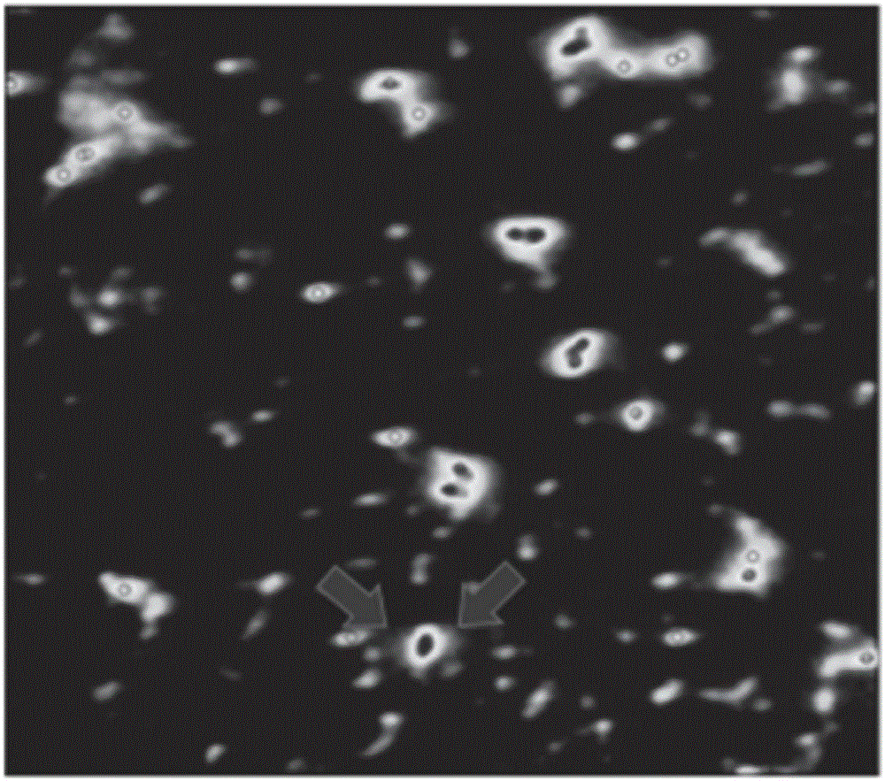 Device and method for measuring service life of mono-dispersion up-conversion nanometer fluorescent particles