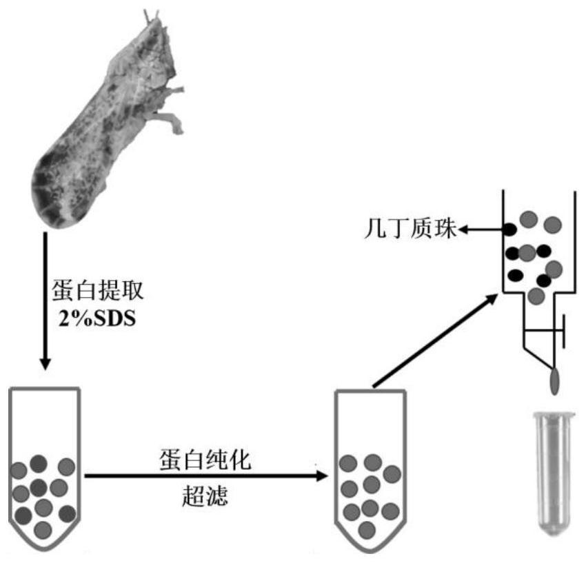 Diaphorina citri chitin binding protein Chitinase-like EN03 as well as encoding gene and application thereof