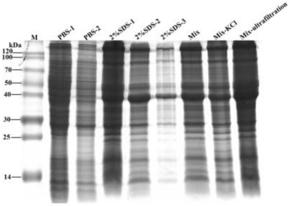 Diaphorina citri chitin binding protein Chitinase-like EN03 as well as encoding gene and application thereof