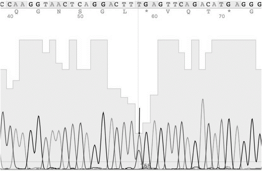 Diagnostic kit and method for detecting mutation on human C-Kit gene exon 13