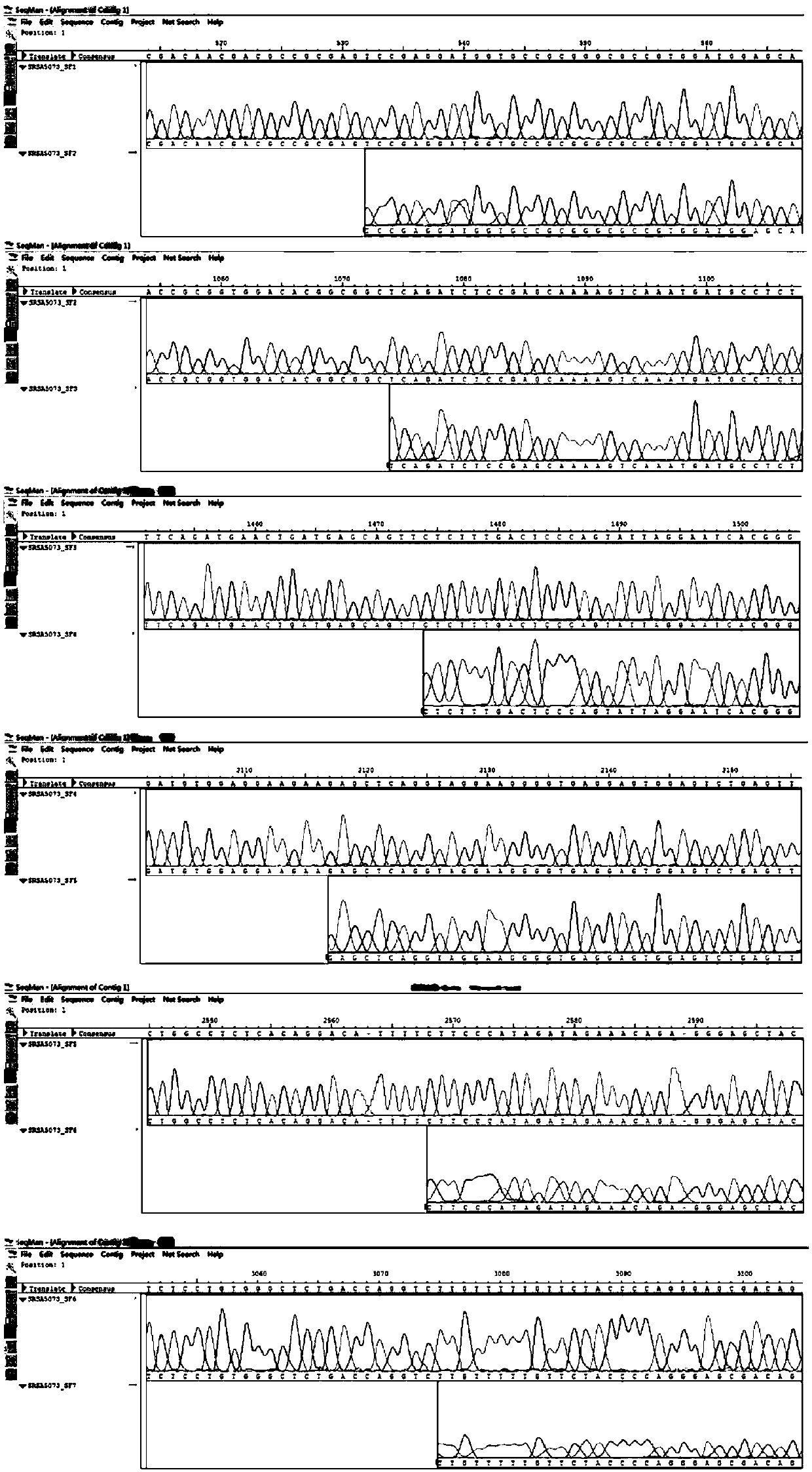 Primer, kit and method related to determination of full-length sequence of human leukocyte antigen HLA-E, -F and-G genes