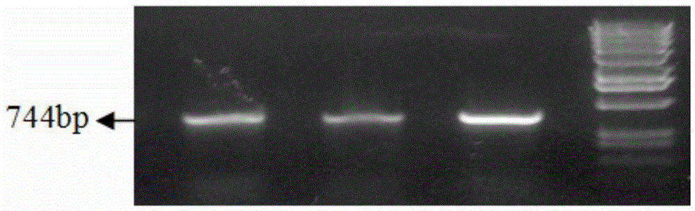 White birch CCoAOMT gene for lowering lignin and encoded protein thereof