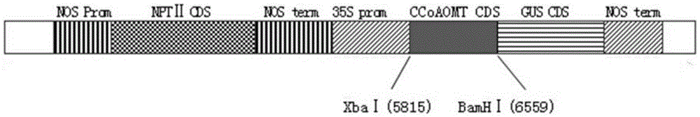 White birch CCoAOMT gene for lowering lignin and encoded protein thereof