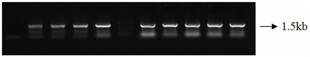 White birch CCoAOMT gene for lowering lignin and encoded protein thereof