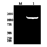 Cryptosporidium parvum recombinant antigen for diagnosis