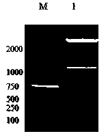 Cryptosporidium parvum recombinant antigen for diagnosis