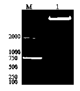 Cryptosporidium parvum recombinant antigen for diagnosis