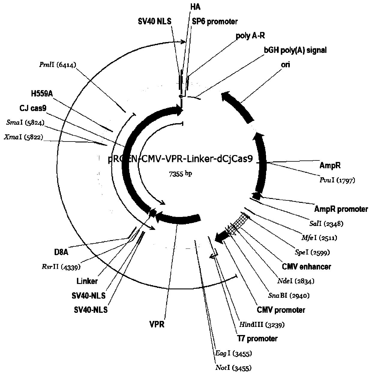 Fusion protein based on CjCas9 and VPR core structure domains, corresponding DNA targeting activation system and application of system