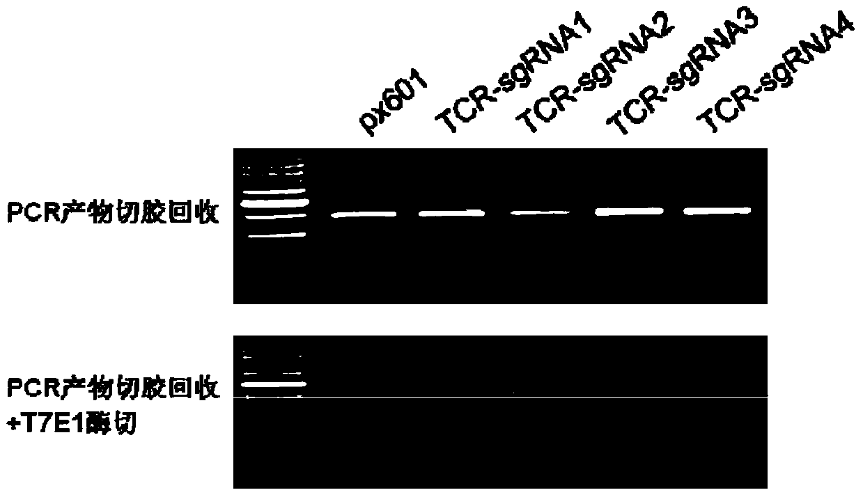 A kind of tcr-/pd-1- double negative T cell and its construction method