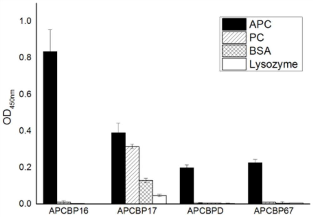 An artificial binding protein capable of specifically recognizing allophycocyanin and its obtaining method