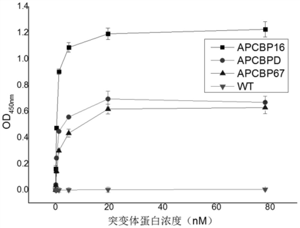 An artificial binding protein capable of specifically recognizing allophycocyanin and its obtaining method