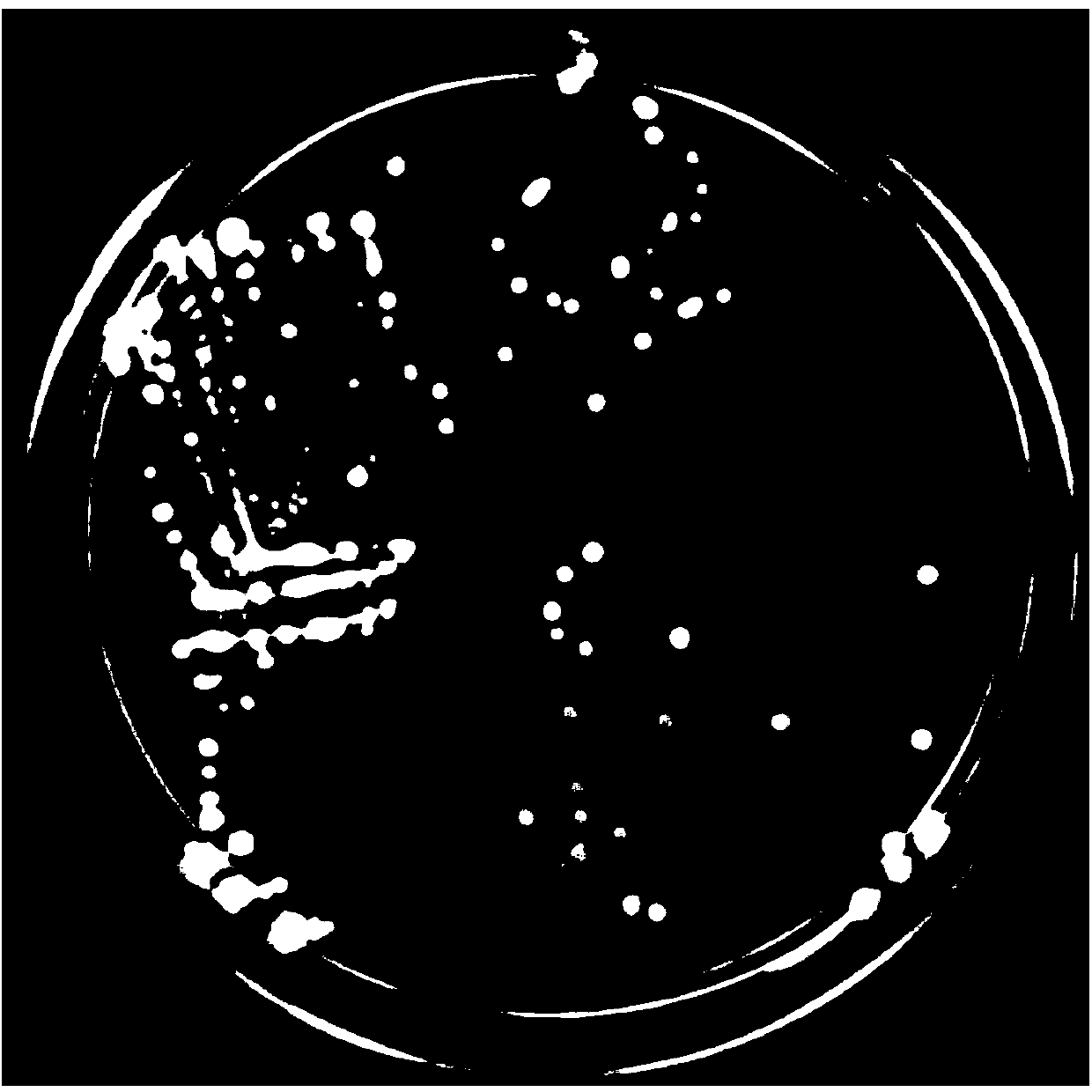 Bacillus subtilis Pc3 and use of bacillus subtilis Pc3 in preparation of fermentation supernatant for preventing and controlling plant pathogenic fungi