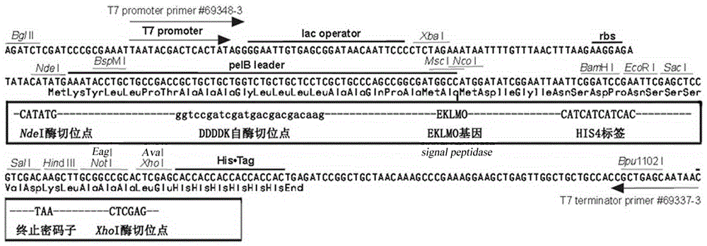 Method for preparing recombinant bovine enterokinase catalytic subunit protein