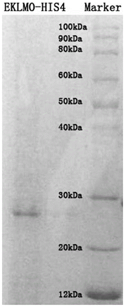 Method for preparing recombinant bovine enterokinase catalytic subunit protein