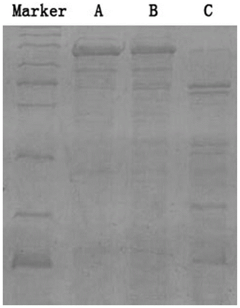 Method for preparing recombinant bovine enterokinase catalytic subunit protein