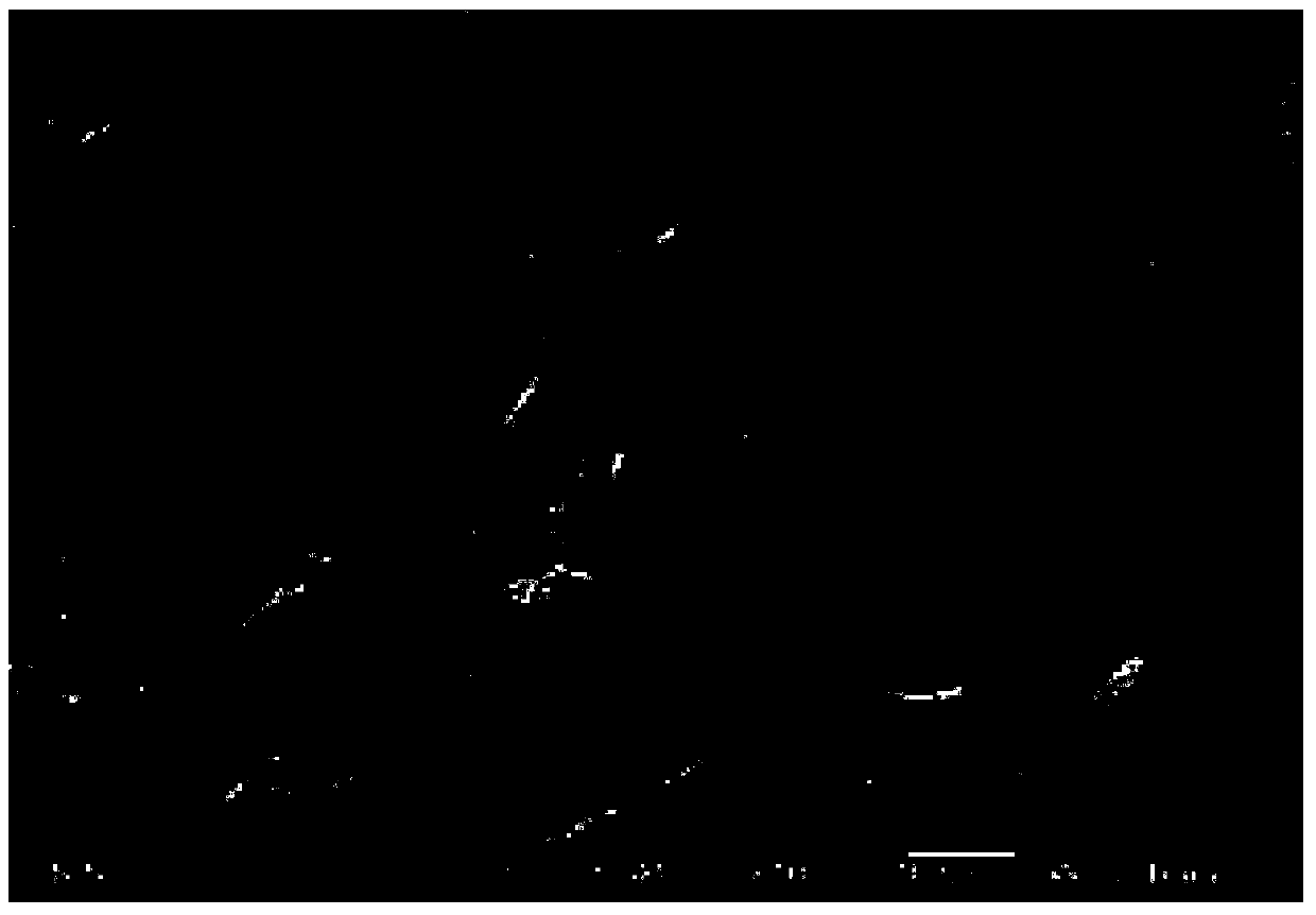 Tantalum alloy surface modified composite Hf-Ta coating layer and preparation method thereof